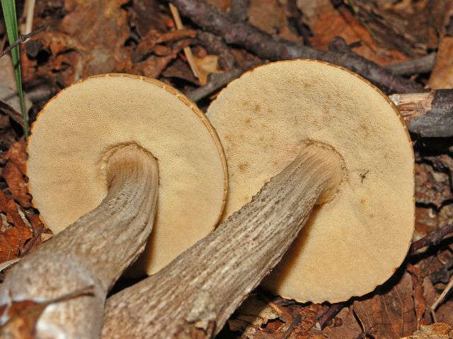 Due bei funghi da determinare